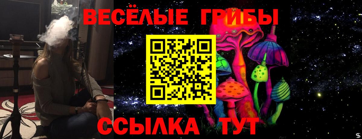 Псилоцибиновые грибы Psilocybe  Вход с VPN  Горно-Алтайск 